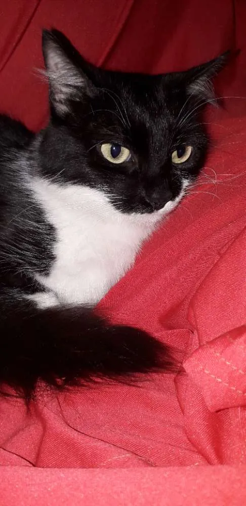 Gato ra a SRD idade 2 anos nome Frajolinha