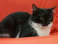 Frajolinha