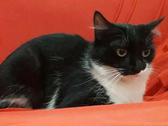 Gato ra a SRD idade 2 anos nome Frajolinha