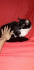 Frajolinha