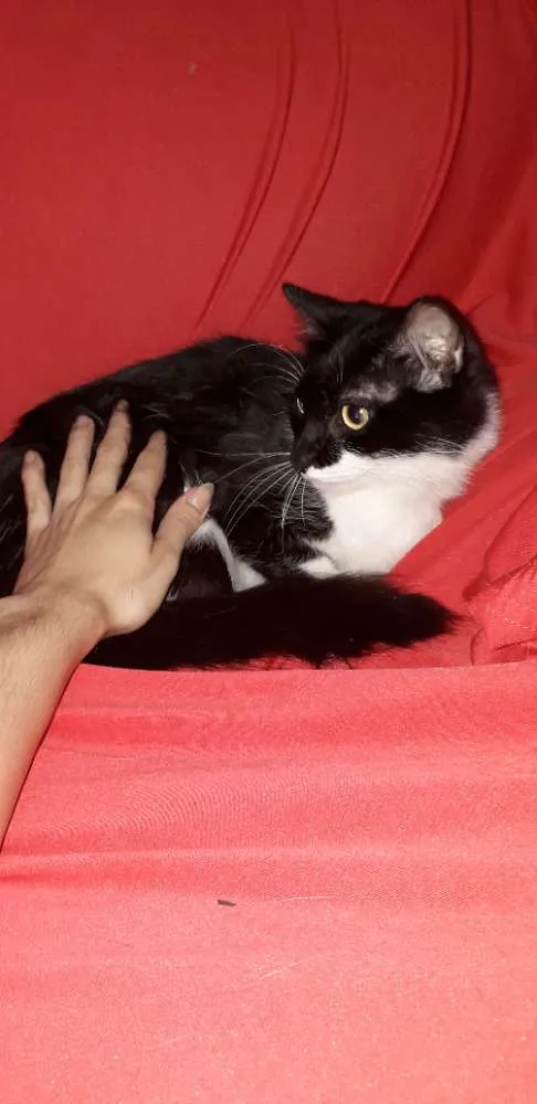 Gato ra a SRD idade 2 anos nome Frajolinha
