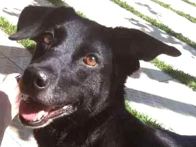 Cachorro raça Labralata idade 6 ou mais anos nome iuly