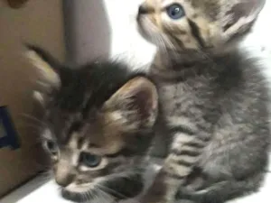Gato raça  idade Abaixo de 2 meses nome Sem nome 