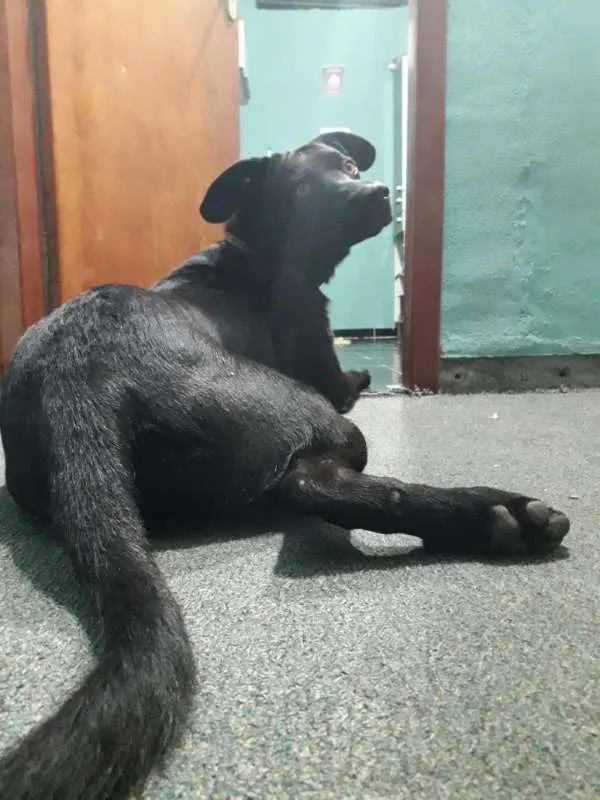 Cachorro ra a Vira lata idade 4 anos nome Zion 