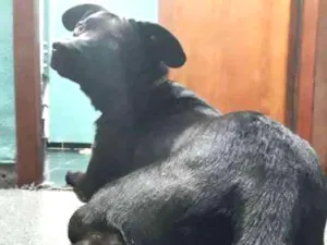 Cachorro raça Vira lata idade 4 anos nome Zion 