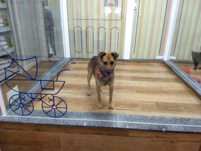 Cachorro ra a Srd idade 3 anos nome Max