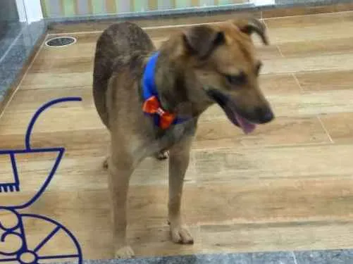Cachorro ra a Srd idade 3 anos nome Max