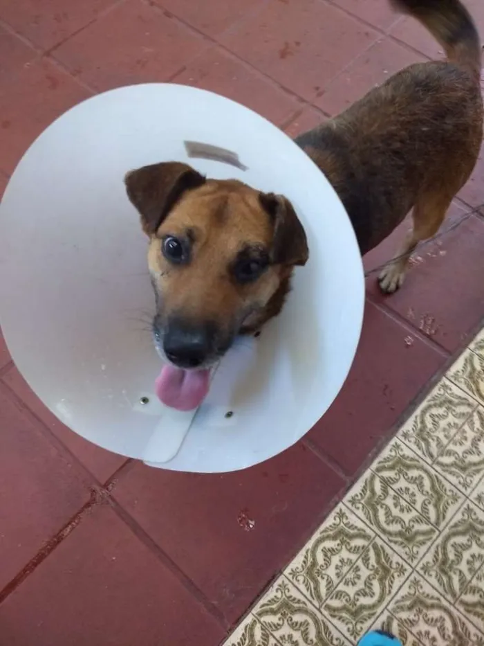 Cachorro ra a Srd idade 3 anos nome Max