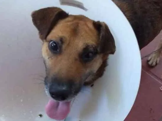 Cachorro ra a Srd idade 3 anos nome Max
