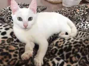 Gato raça SRD idade 2 a 6 meses nome Chanel