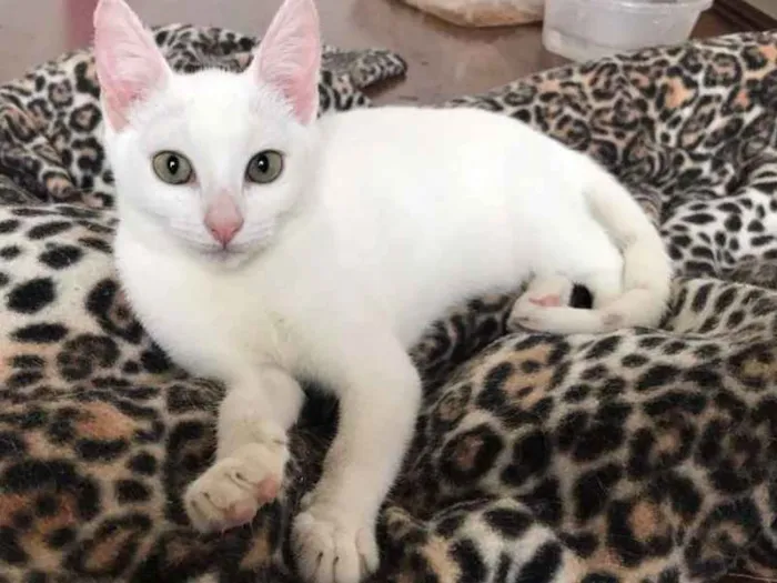 Gato ra a SRD idade 2 a 6 meses nome Chanel