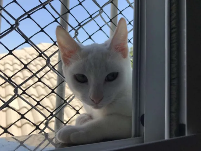 Gato ra a SRD idade 2 a 6 meses nome Chanel