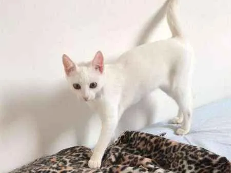 Gato ra a SRD idade 2 a 6 meses nome Chanel