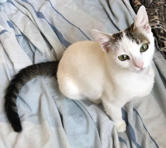 Gato ra a SRD idade 2 a 6 meses nome Dior