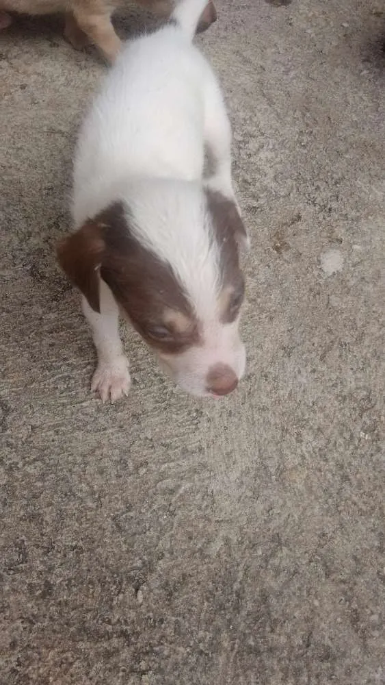 Cachorro raça Vira lata idade Abaixo de 2 meses nome Sem nomes