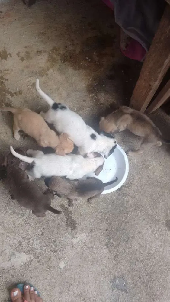 Cachorro raça Vira lata idade Abaixo de 2 meses nome Sem nomes