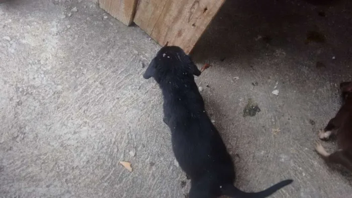 Cachorro raça Vira lata idade Abaixo de 2 meses nome Sem nomes