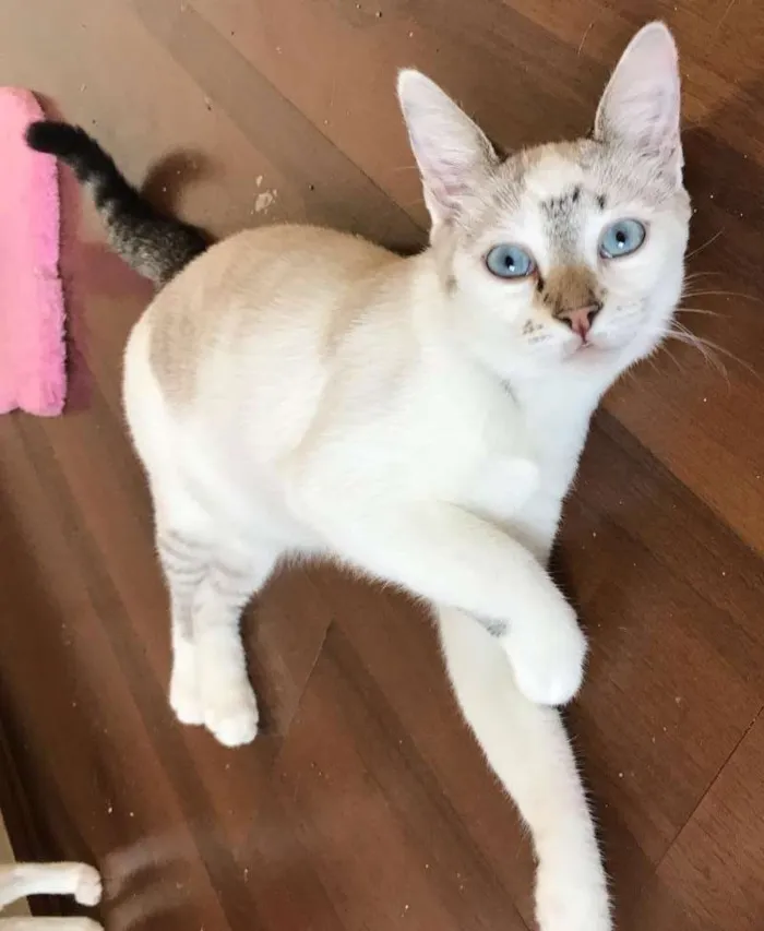 Gato ra a SRD idade 2 a 6 meses nome Gucci
