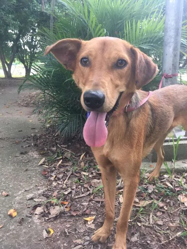 Cachorro ra a SRD idade 2 anos nome MAGRELO