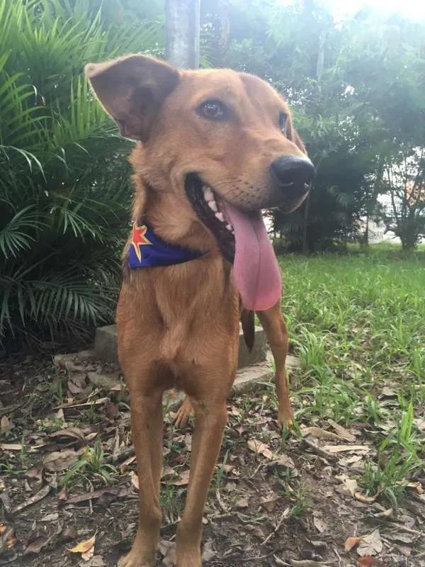 Cachorro ra a SRD idade 2 anos nome MAGRELO