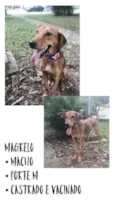 MAGRELO