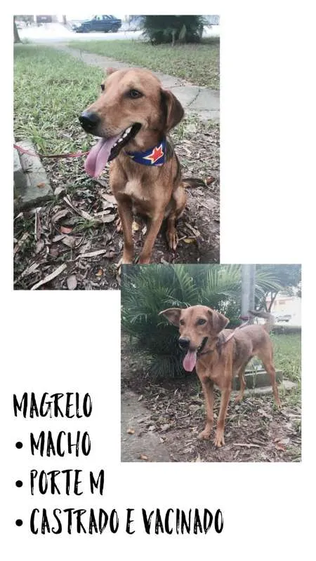Cachorro ra a SRD idade 2 anos nome MAGRELO