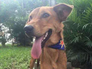 Cachorro raça SRD idade 2 anos nome MAGRELO