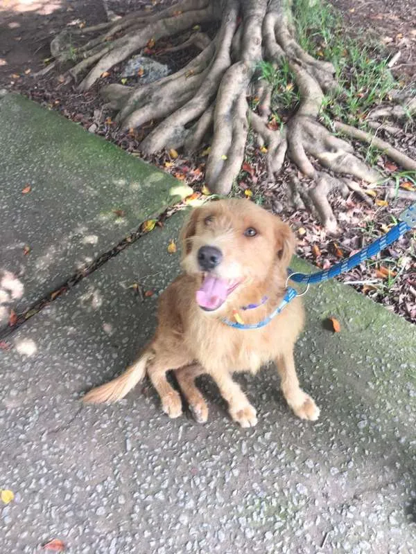 Cachorro ra a SRD idade 1 ano nome RUIVO