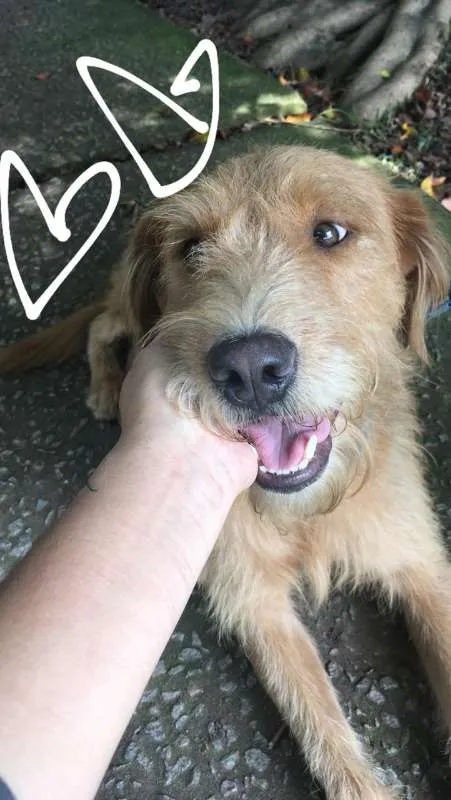 Cachorro ra a SRD idade 1 ano nome RUIVO