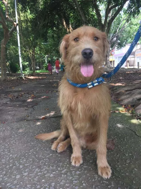 Cachorro ra a SRD idade 1 ano nome RUIVO