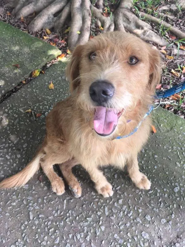Cachorro ra a SRD idade 1 ano nome RUIVO