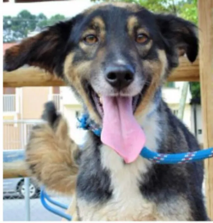 Cachorro ra a SRD idade 2 anos nome MANDY