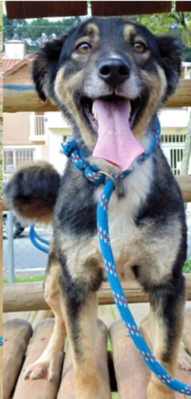 Cachorro ra a SRD idade 2 anos nome MANDY