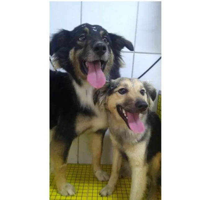 Cachorro ra a SRD idade 2 anos nome MANDY