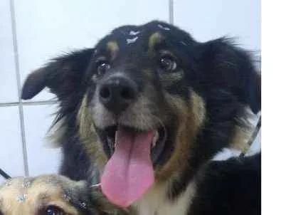 Cachorro ra a SRD idade 2 anos nome MANDY