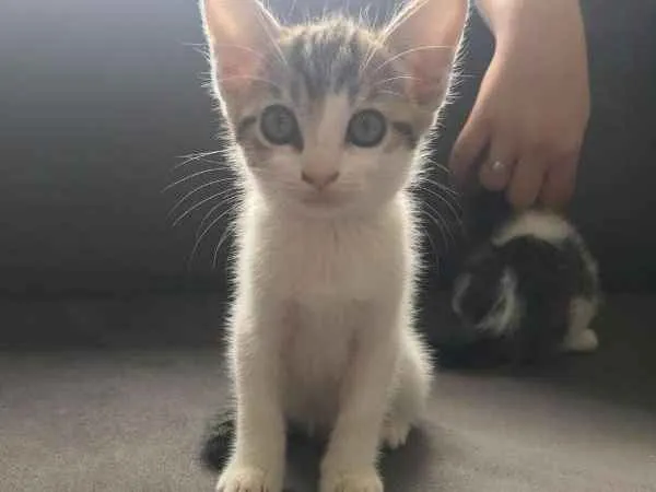 Gato ra a SRD idade 2 a 6 meses nome Carol