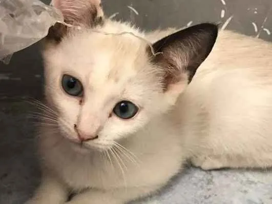 Gato ra a SRD idade 2 a 6 meses nome Sophie