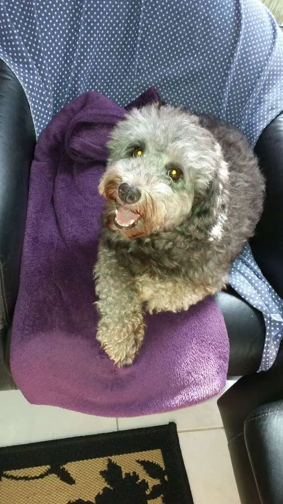 Cachorro ra a Poodle  idade 5 anos nome Beethoven 