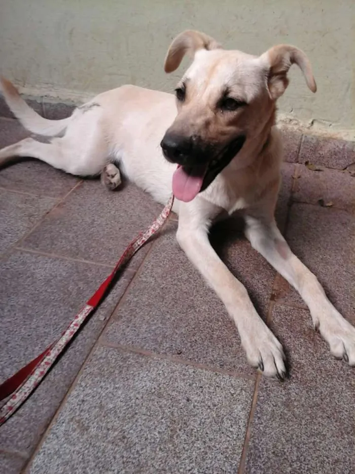 Cachorro ra a Mestiça labradora idade 7 a 11 meses nome Luna