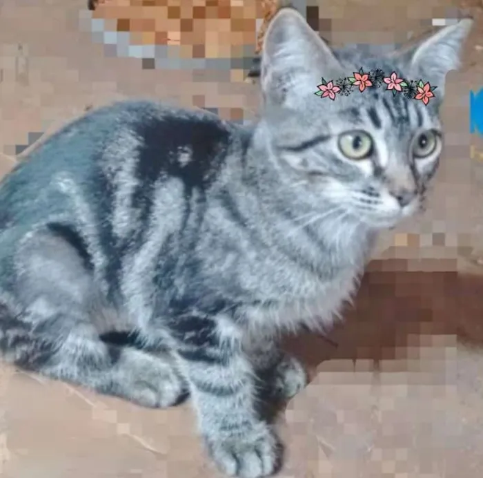 Gato ra a SRD idade 2 a 6 meses nome SARA