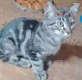 SARA