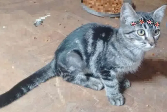 Gato ra a SRD idade 2 a 6 meses nome SARA