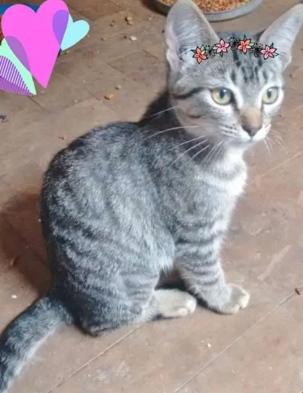 Gato ra a SRD idade 2 a 6 meses nome LISA