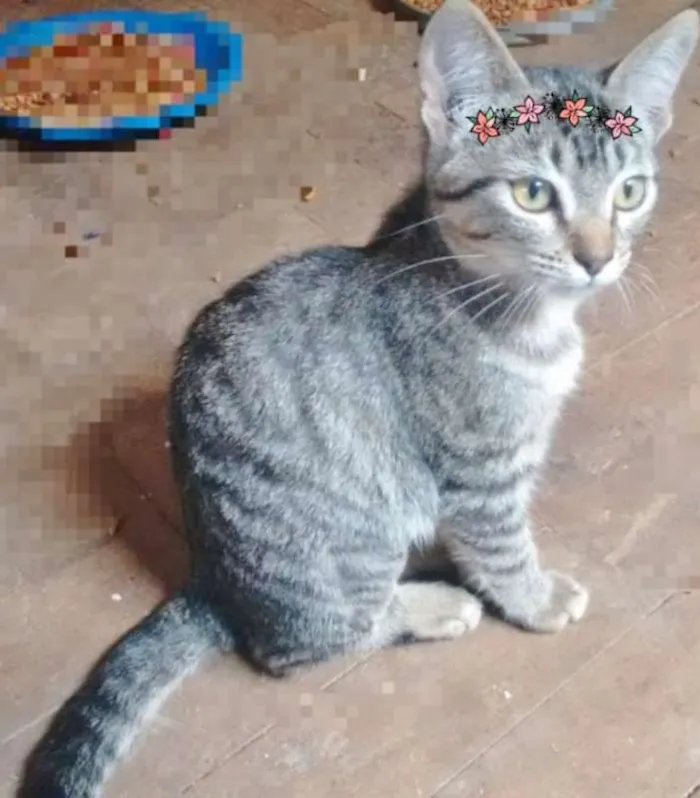 Gato ra a SRD idade 2 a 6 meses nome LISA