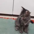 Isolda e Neguinho 