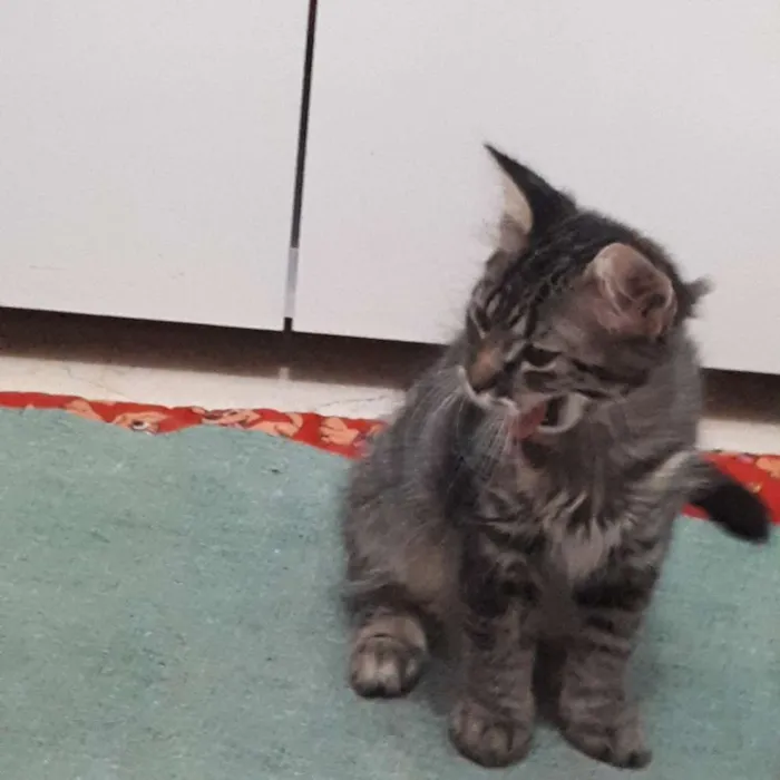 Gato ra a  idade 2 a 6 meses nome Isolda e Neguinho 