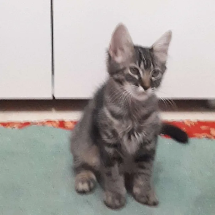 Gato ra a  idade 2 a 6 meses nome Isolda e Neguinho 