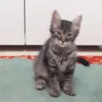 Isolda e Neguinho 