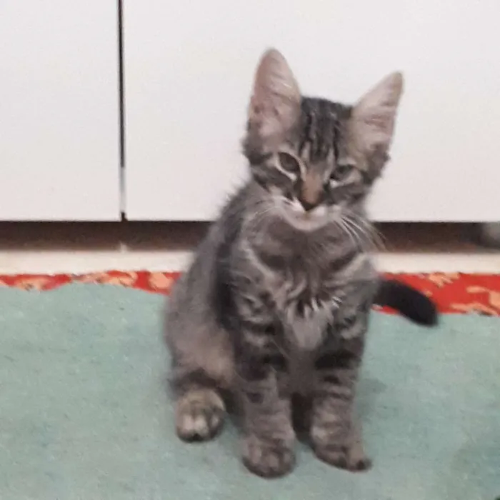 Gato ra a  idade 2 a 6 meses nome Isolda e Neguinho 