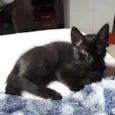 Isolda e Neguinho 
